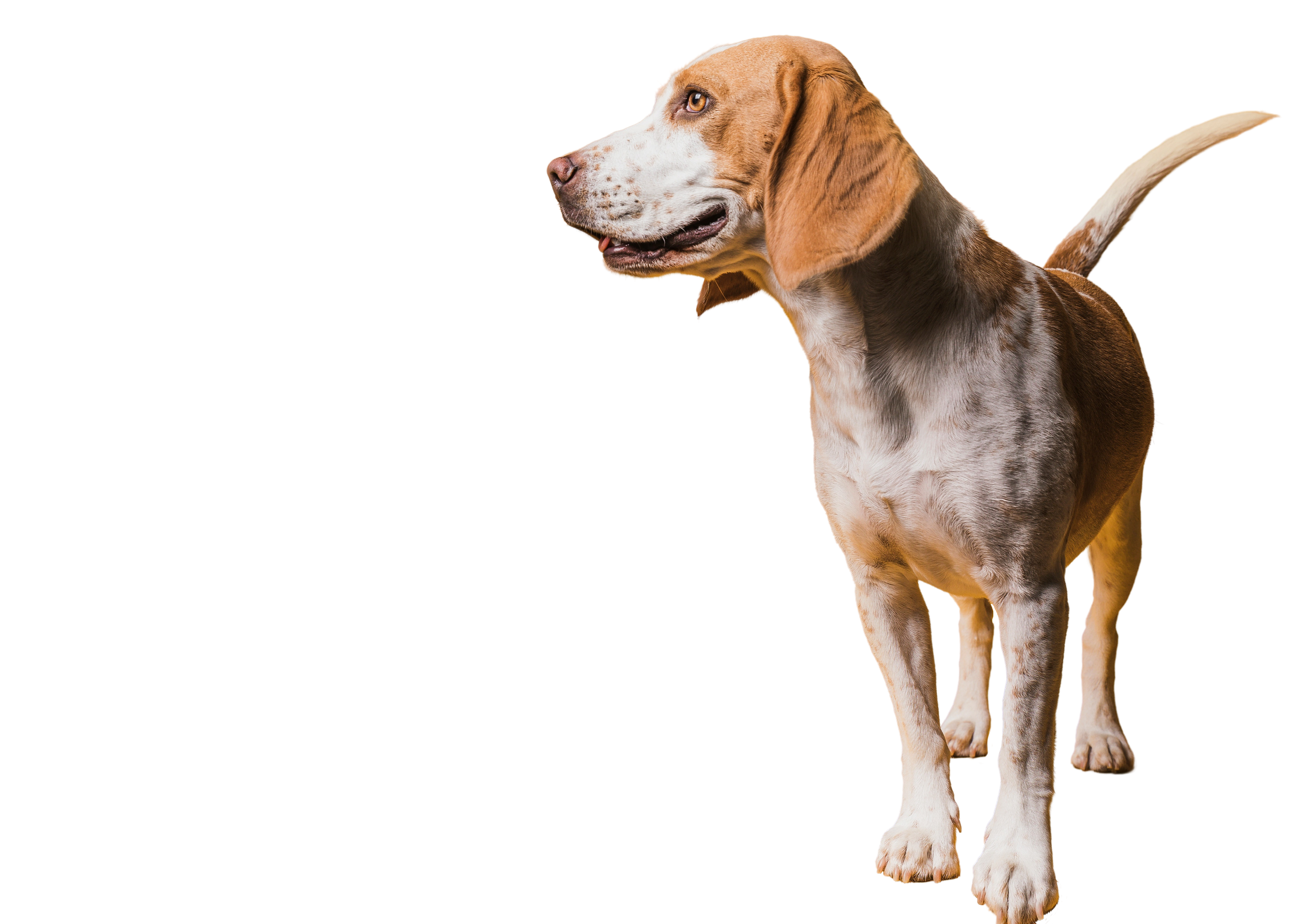 Pies rasy beagle