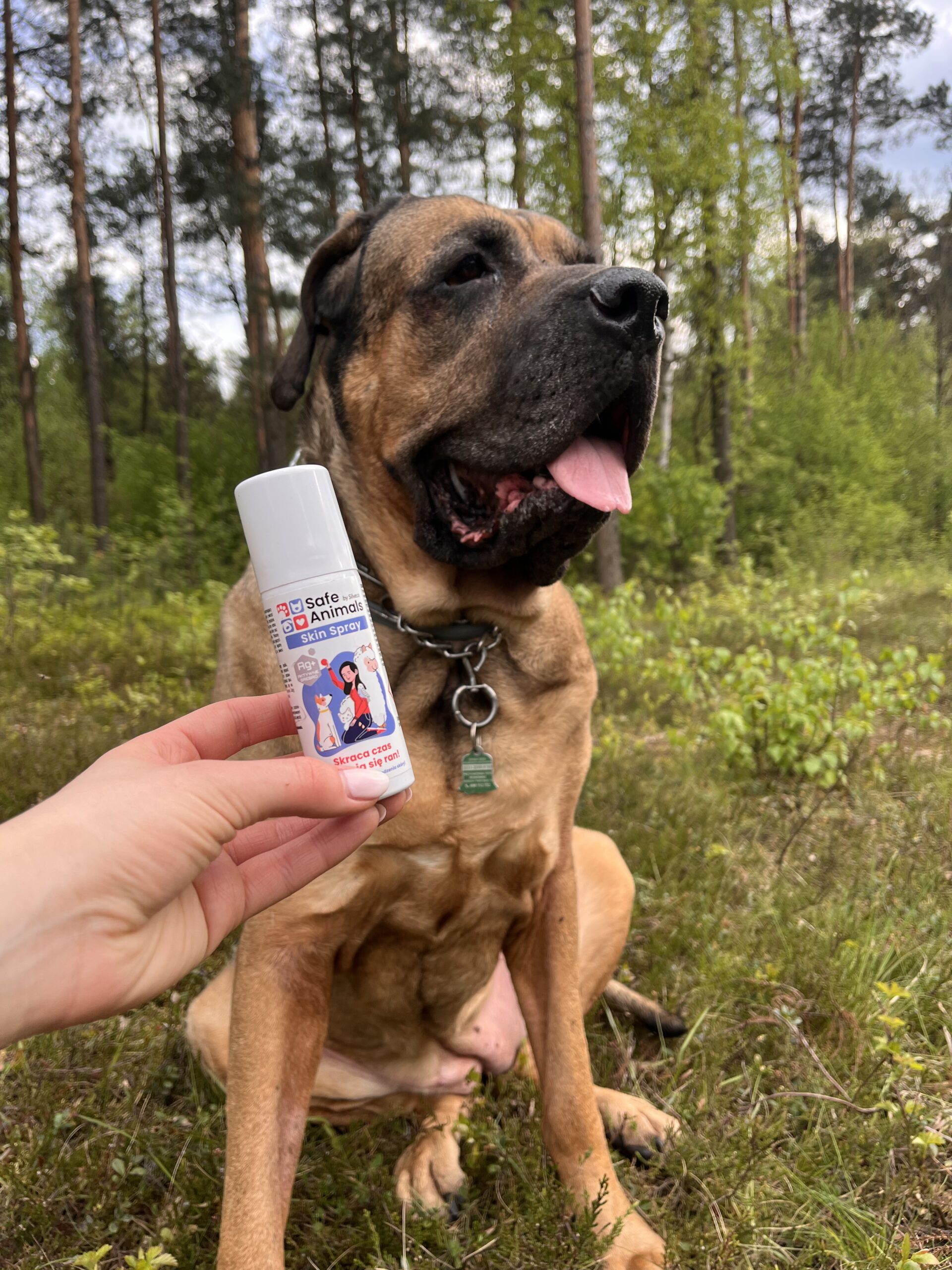 Jak bezpiecznie podróżować z psem podczas majówki: sprawdź nasz przewodnik i dowiedz się więcej o Sprayu Safe Animals wspomagającym gojenie się ran