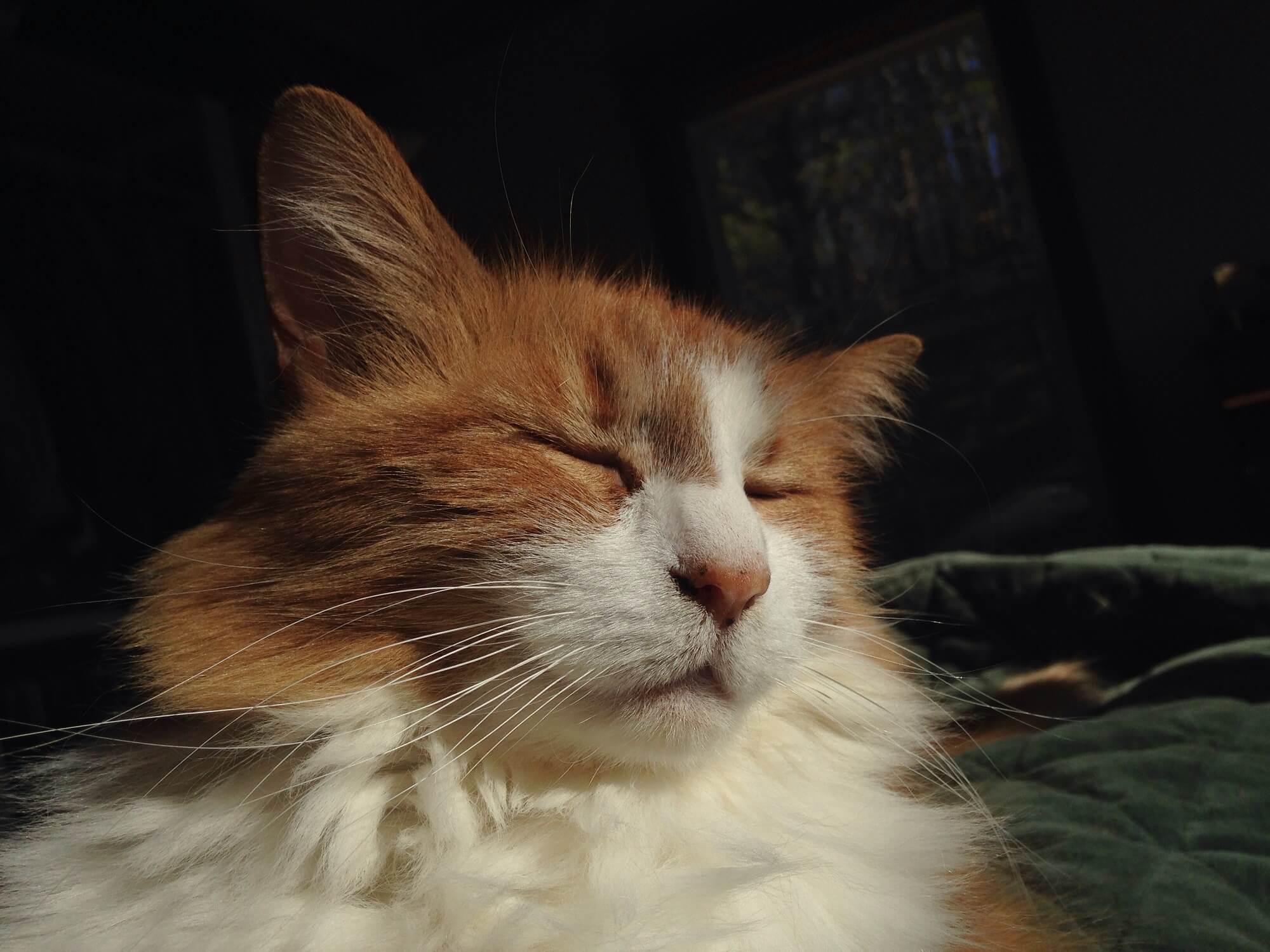 Częste mrużenie oczu u kota – co Twój pupil próbuje Ci powiedzieć?