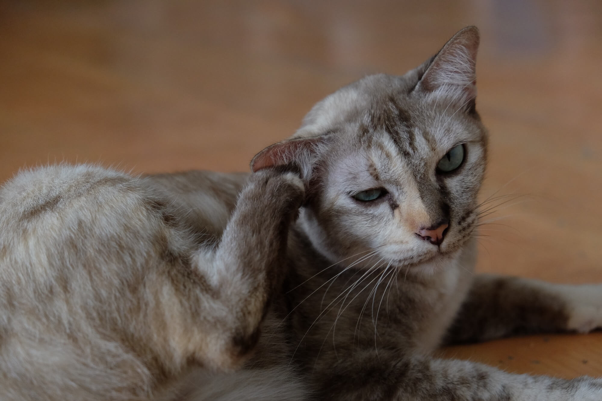 Kot drapie się za uchem – kiedy to zwykła toaleta, a kiedy objaw infekcji