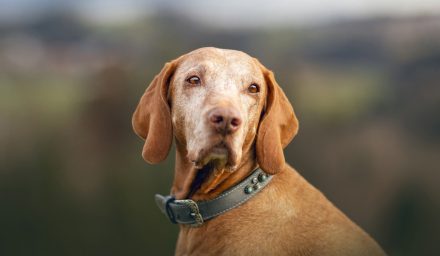 Pielęgnacja psiego seniora – jak dbać o skórę i modzele u starszego psa