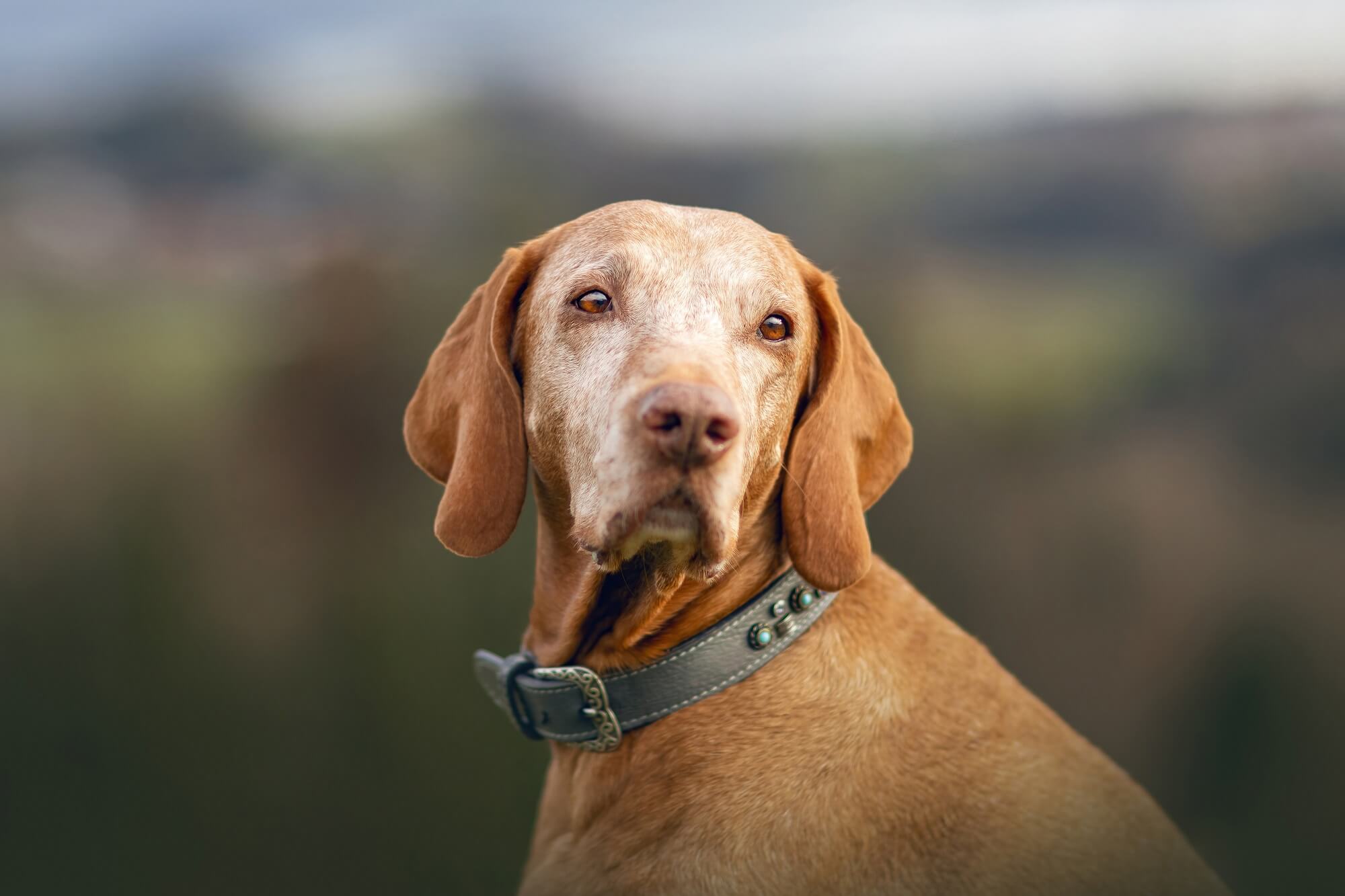 Pielęgnacja psiego seniora – jak dbać o skórę i modzele u starszego psa