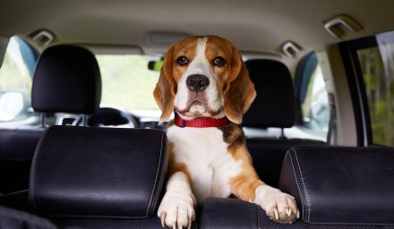 Zapach psa w samochodzie – jak wyczyścić tapicerkę po długiej podróży