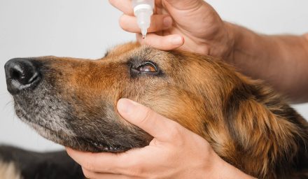 Jak dbać o higienę oczu u psa