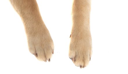 Jak regenerować poduszki łap psa po spacerach