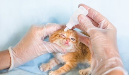 Jak rozpoznać pierwsze objawy infekcji oka u kota