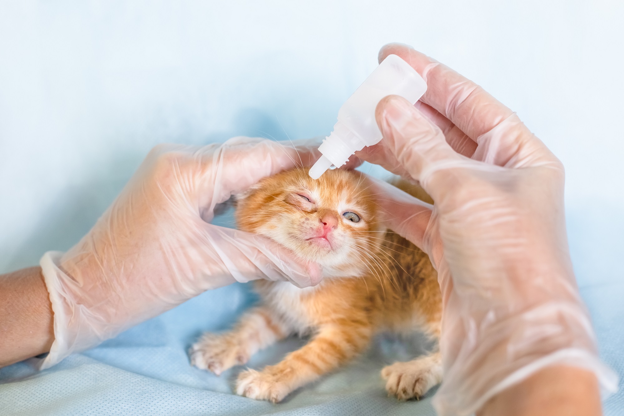 Jak rozpoznać pierwsze objawy infekcji oka u kota