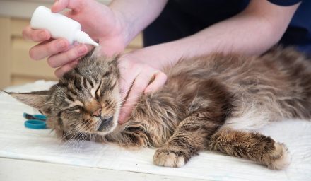 Jak rozpoznać stan zapalny ucha u psa